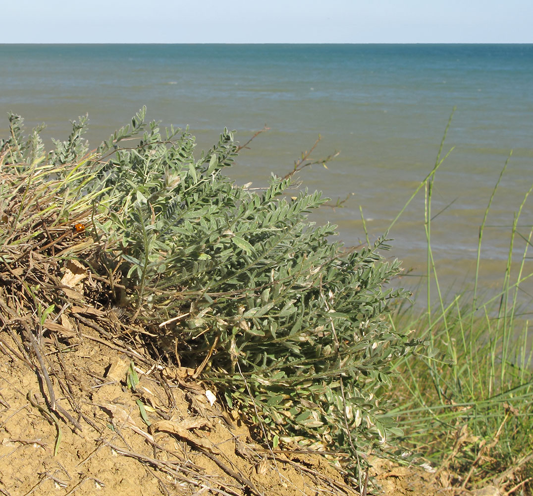 Изображение особи Astragalus dolichophyllus.