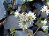 Sedum oppositifolium