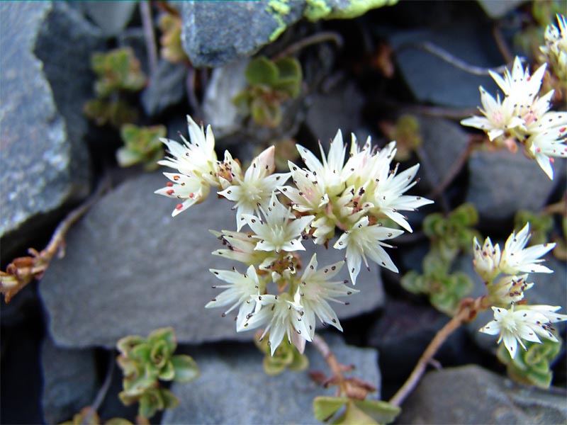 Изображение особи Sedum oppositifolium.