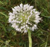 Allium nutans