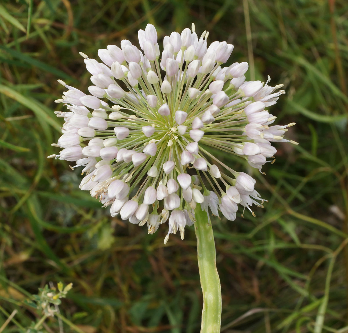 Image of Allium nutans specimen.
