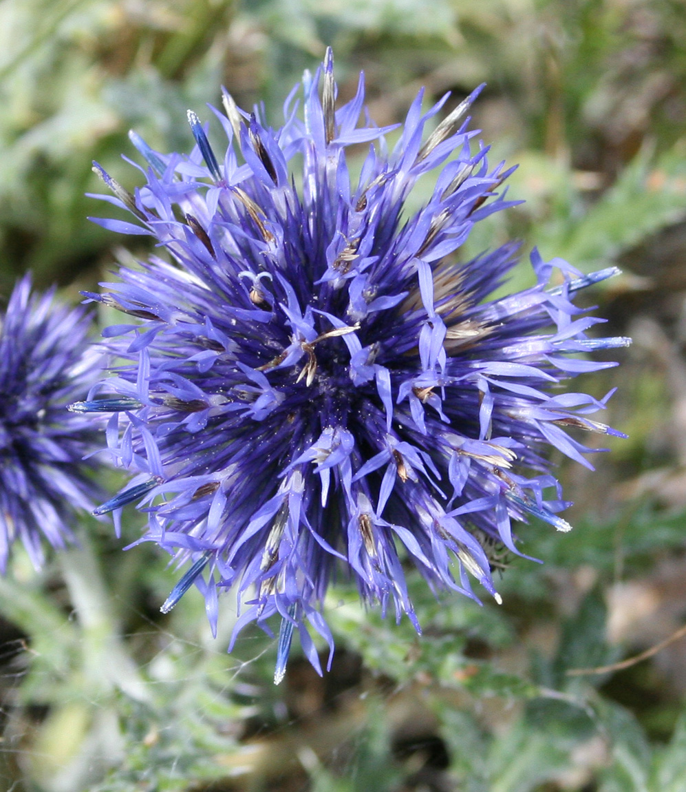 Image of Echinops sibiricus specimen.
