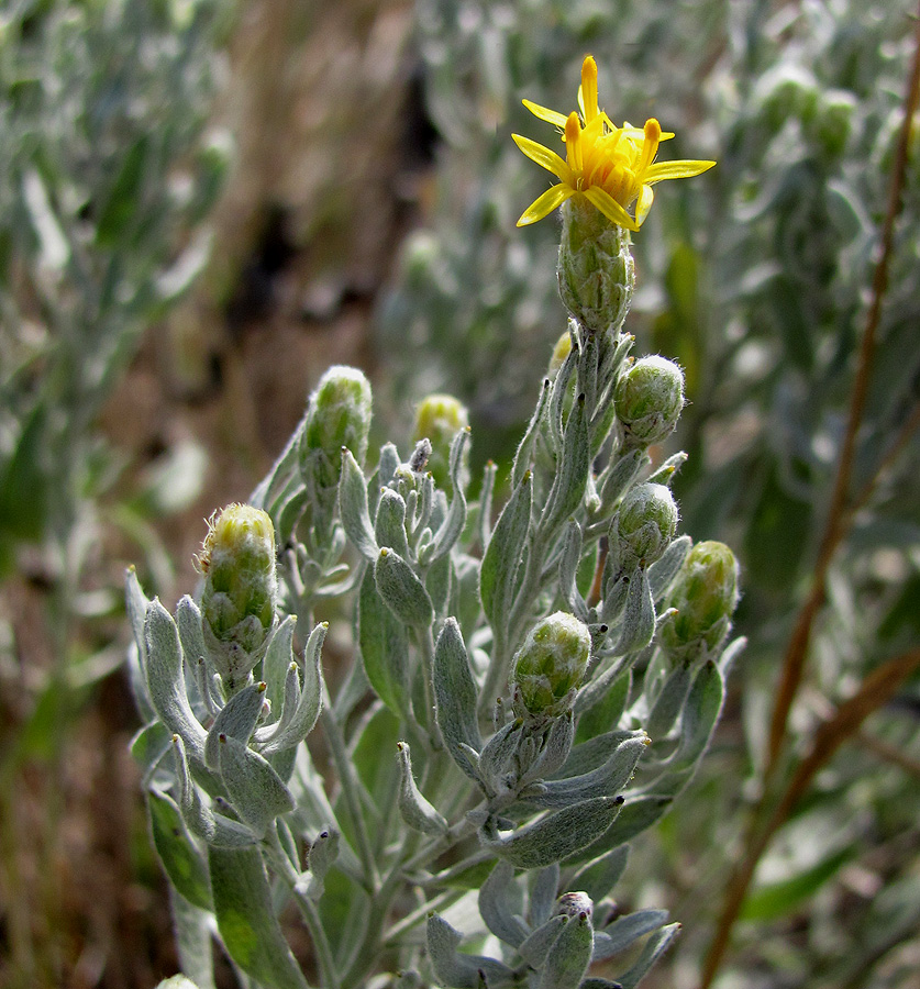 Image of Galatella villosa specimen.