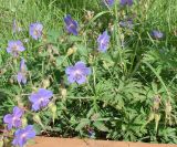 Geranium pratense. Цветущее и плодоносящее растение. Якутия (Саха), южные окр. г. Якутска, дачный пос. 16.08.2012.