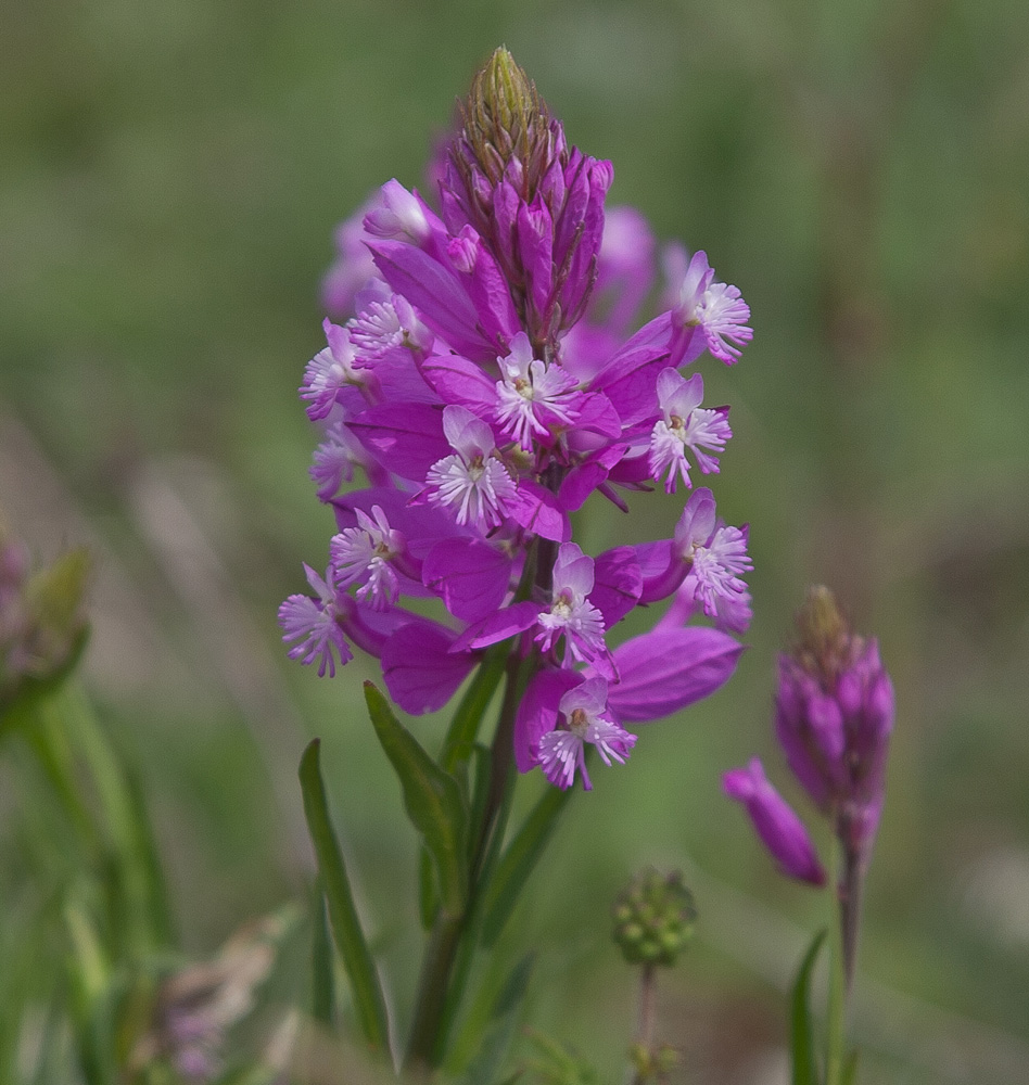Image of Polygala major specimen.