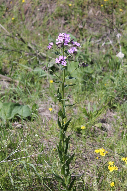 Изображение особи Hesperis pycnotricha.