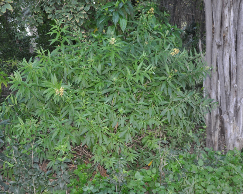 Image of genus Cestrum specimen.