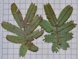 Image of taxon representative. Author is Татьяна Мальчинская