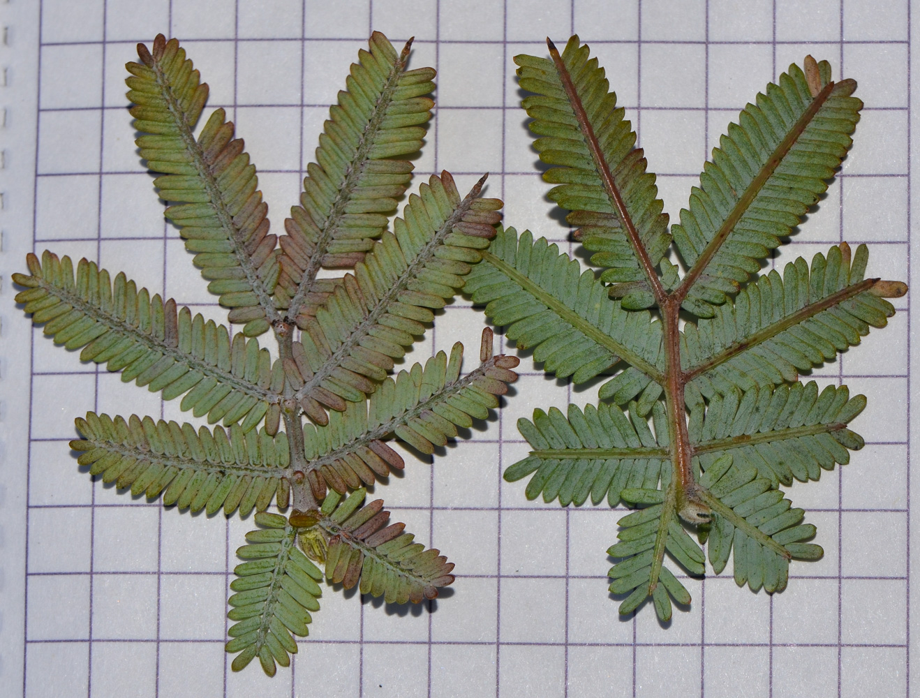 Изображение особи Acacia baileyana.