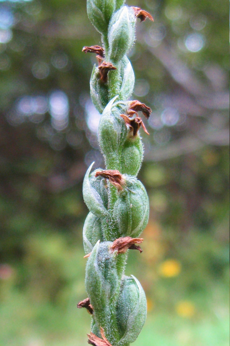 Изображение особи Spiranthes spiralis.