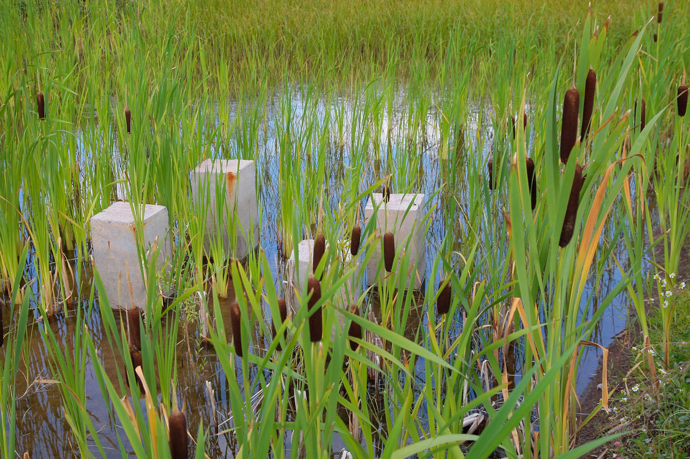 Изображение особи Typha latifolia.