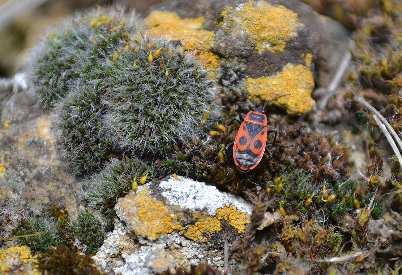 Image of division Bryophyta specimen.