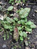 Rumex obtusifolius