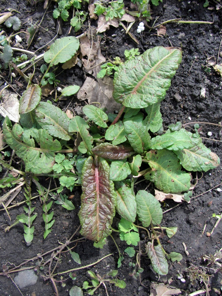 Изображение особи Rumex obtusifolius.