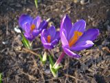 Crocus vernus