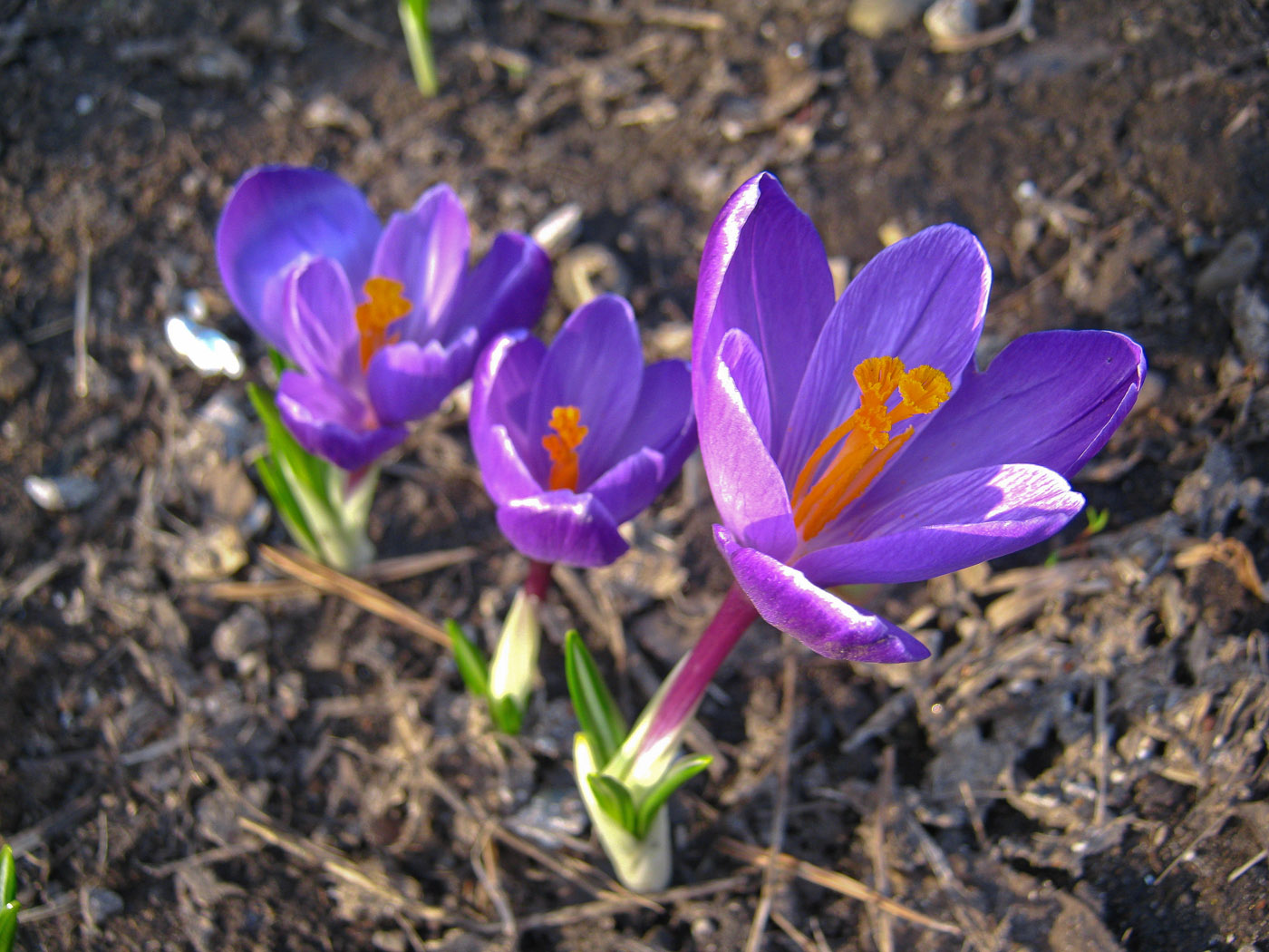 Изображение особи Crocus vernus.