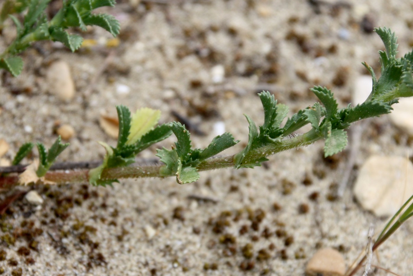 Image of Ononis variegata specimen.