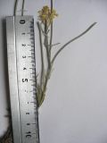 Erysimum callicarpum