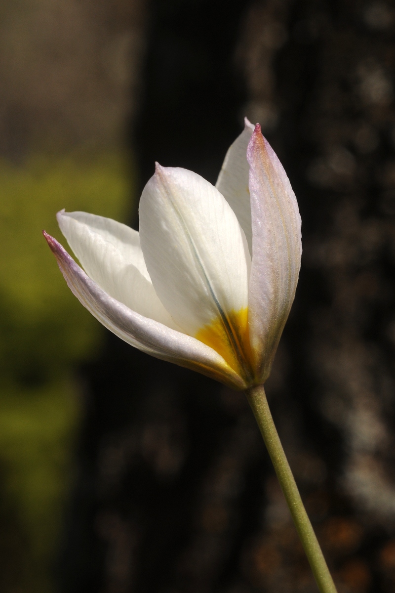 Image of Tulipa sogdiana specimen.