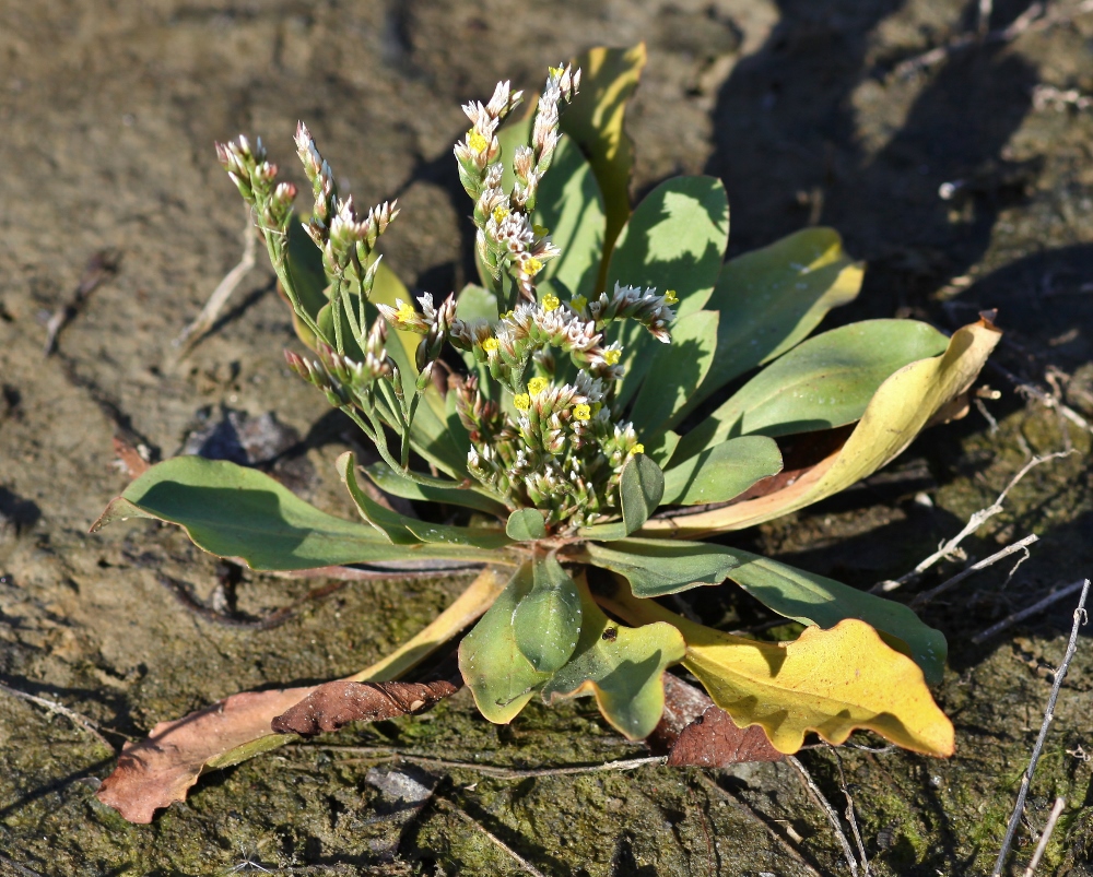 Изображение особи Limonium tetragonum.