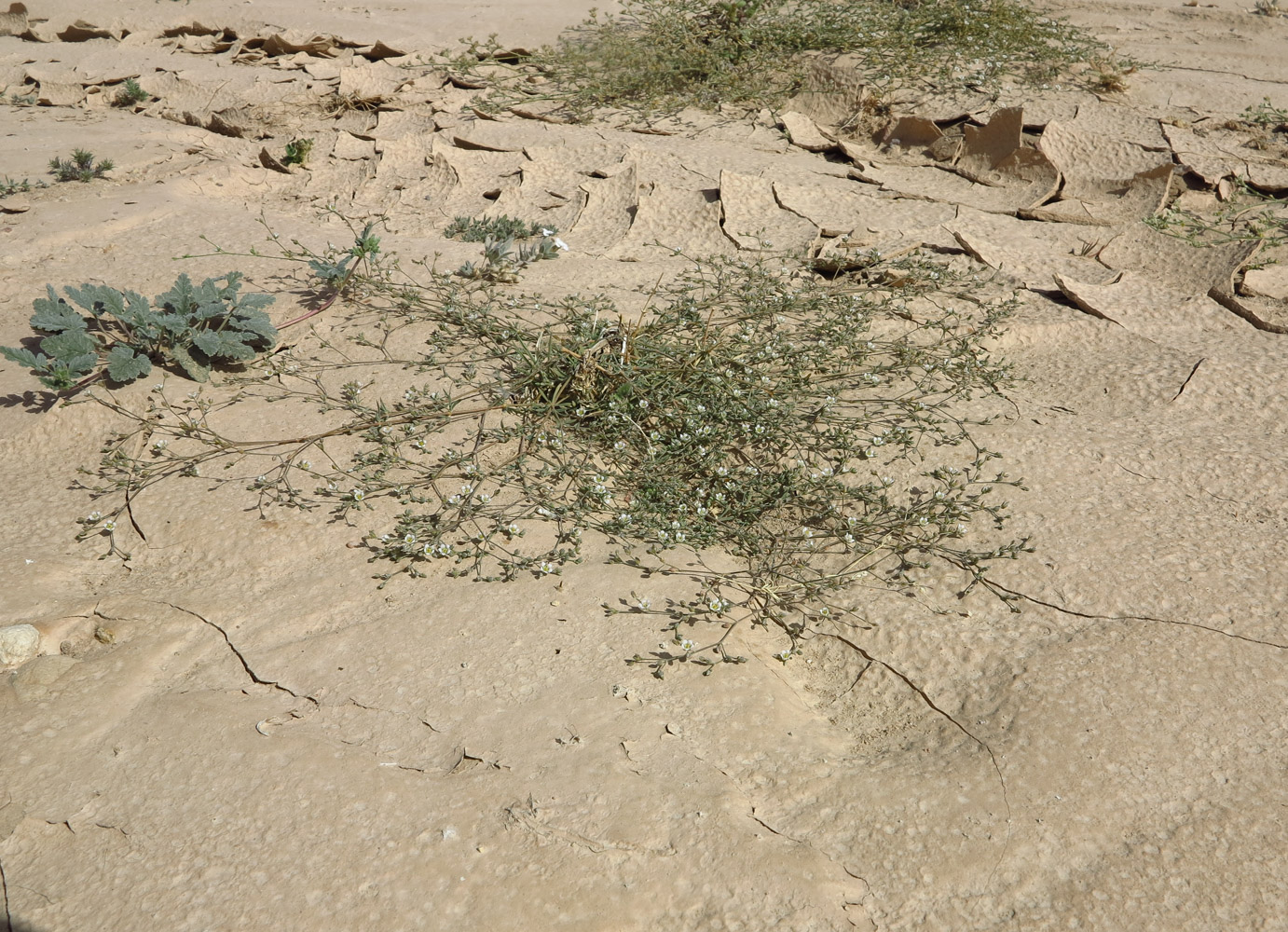 Image of Polycarpaea robbairea specimen.