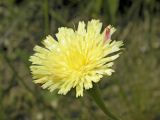 Leontodon biscutellifolius