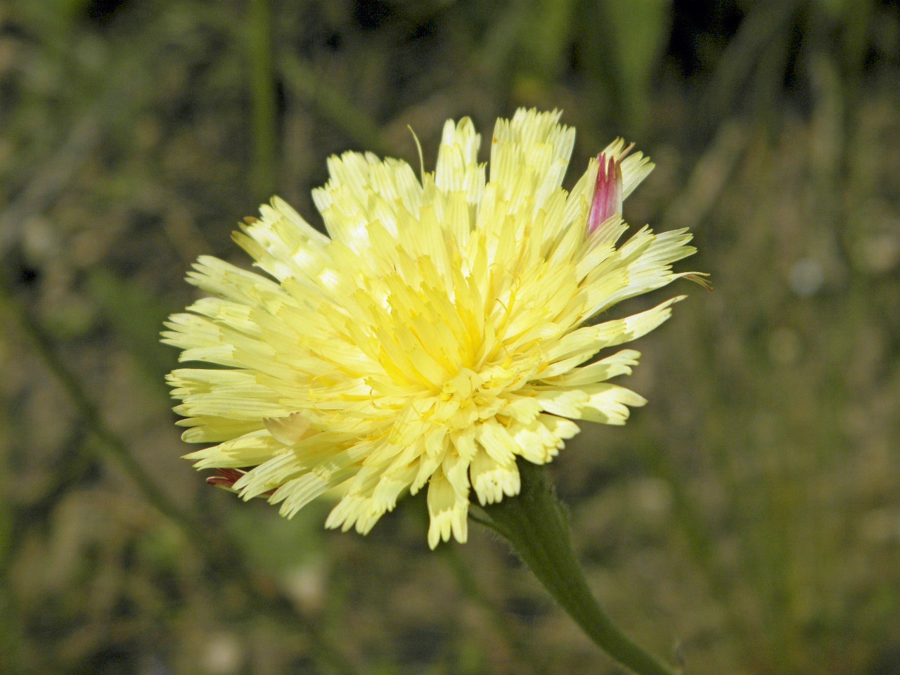 Изображение особи Leontodon biscutellifolius.