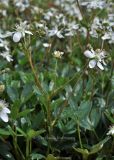 Potentilla tridentata