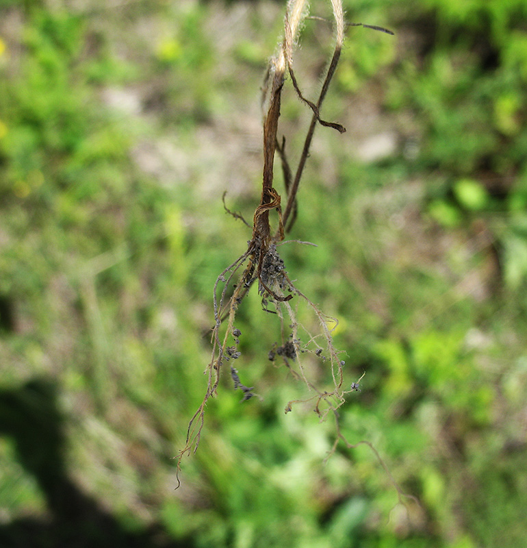 Изображение особи Bromus squarrosus.