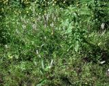 Bistorta vivipara. Отцветающие растения. Мурманск: Росляково, поросшая разнотравьем обочина просёлка на окраине. 27.06.2016.