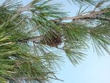 Pinus pityusa