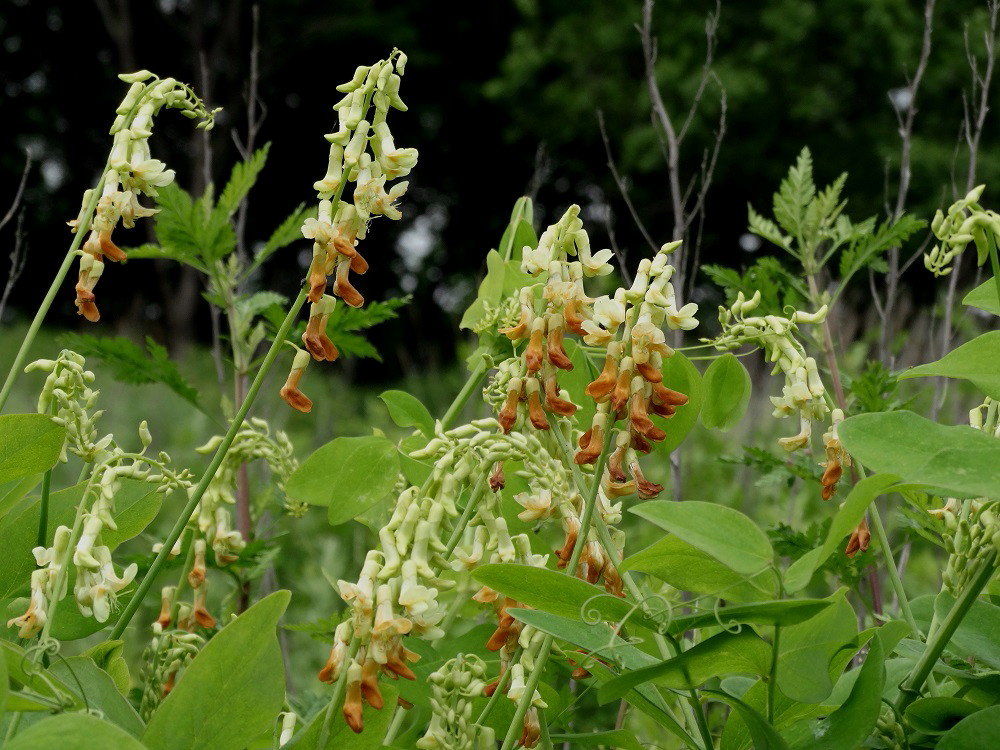 Изображение особи Lathyrus davidii.