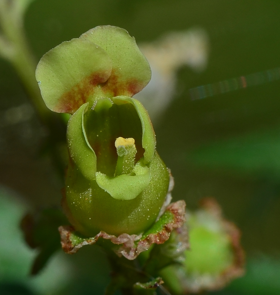 Изображение особи Scrophularia rubricaulis.