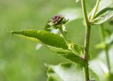 Inula helenium. Часть стебля с листом и пазушным генеративным побегом. Санкт-Петербург, Старый Петергоф, парк \"Сергиевка\", лужайка. 16.07.2016.