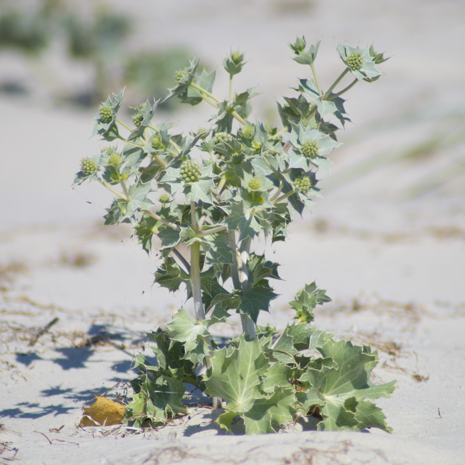 Image of Eryngium maritimum specimen.