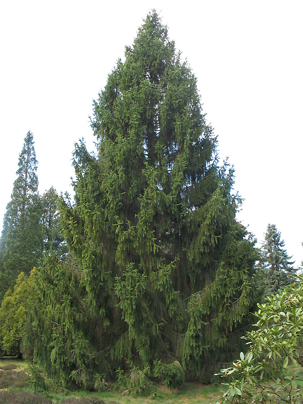 Изображение особи Picea engelmannii.