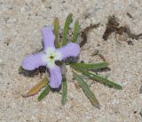 Matthiola fruticulosa var. bolleana