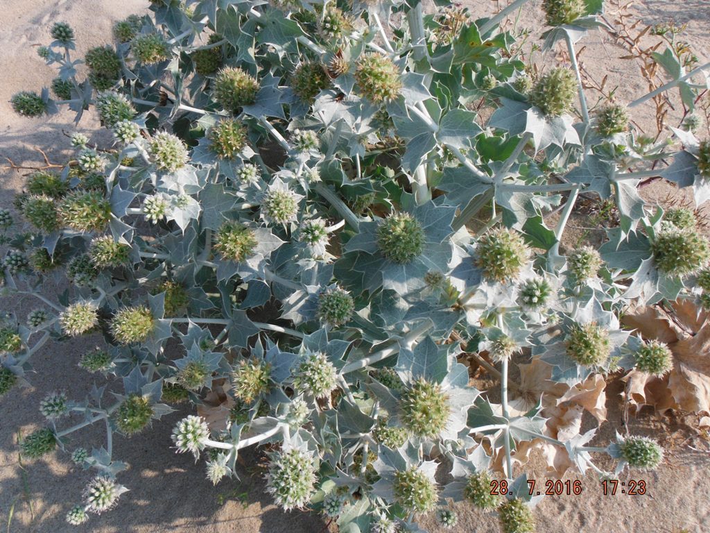 Image of Eryngium maritimum specimen.