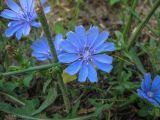 Cichorium intybus