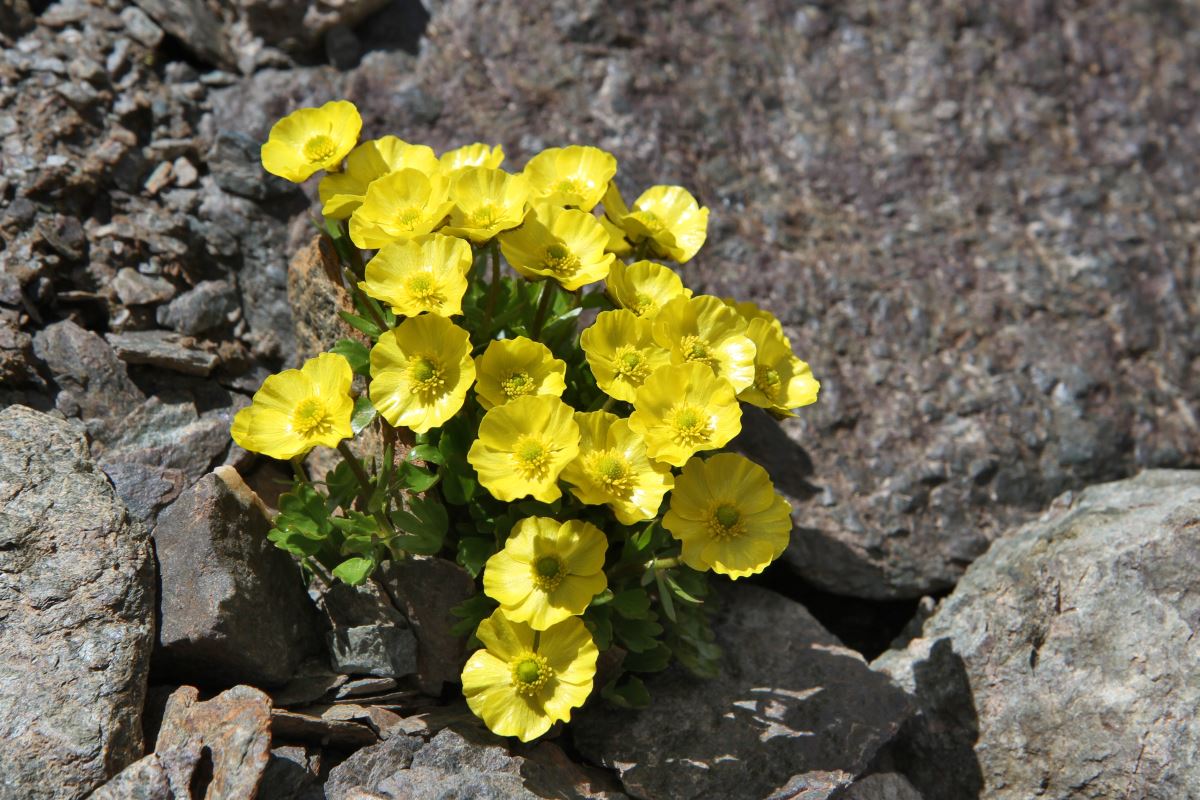 Изображение особи Ranunculus transiliensis.