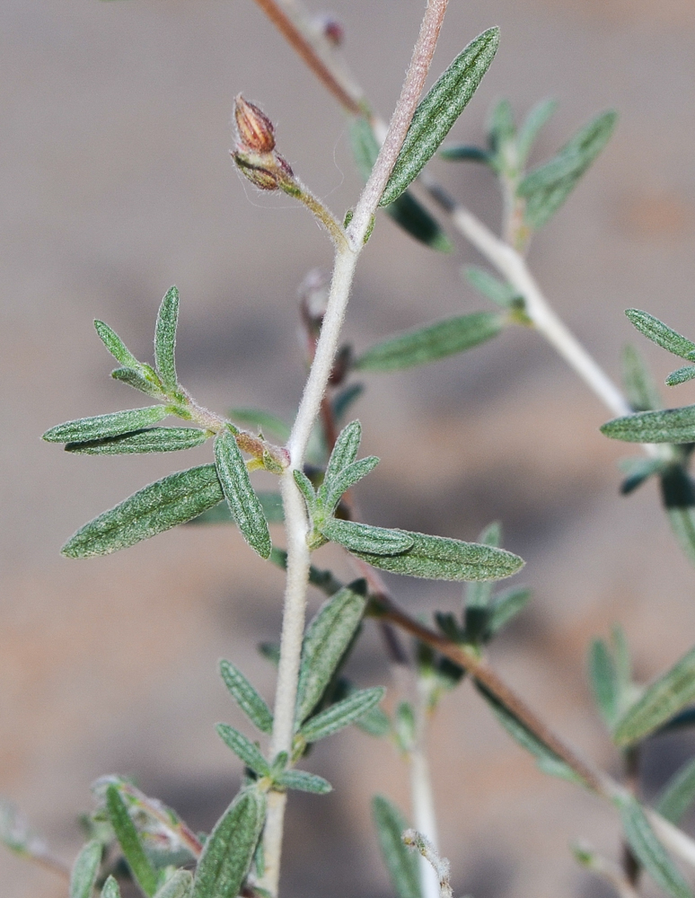 Image of Helianthemum lippii specimen.