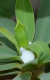 Euphorbia balsamifera