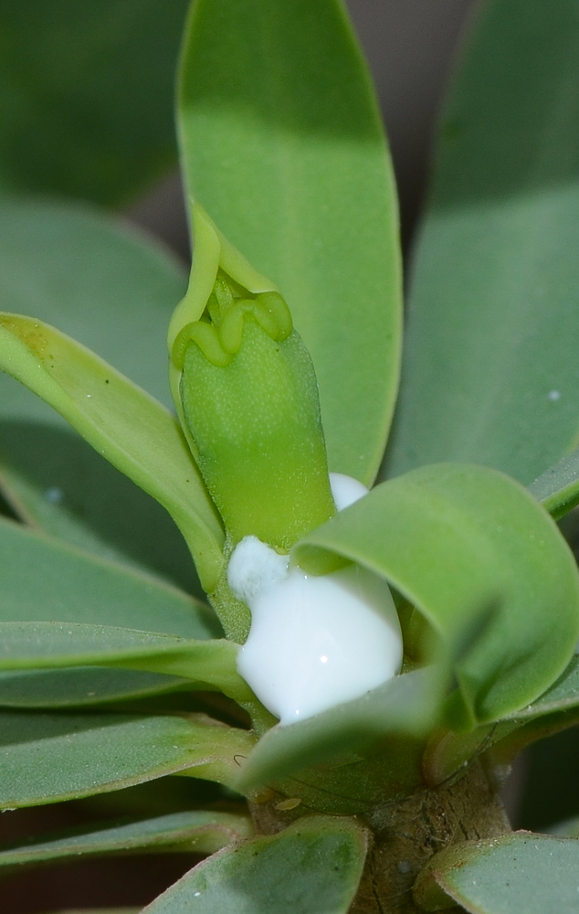 Изображение особи Euphorbia balsamifera.