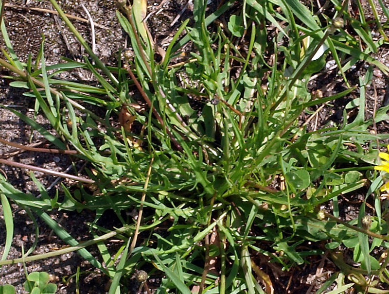 Image of Scorzoneroides autumnalis specimen.