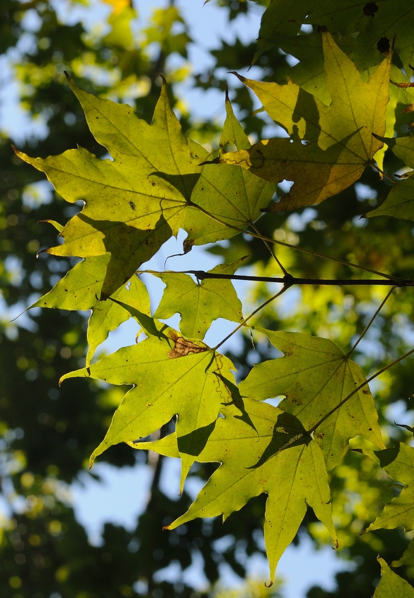 Image of Acer mono specimen.