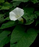 Calystegia silvatica. Цветок и листья. Краснодарский край, Адлерский р-н, окр. пос. Красная Поляна, гора Аибга, водопад Поликаря, опушка леса, выс. ≈ 1500 м н.у.м. 19.09.2016.