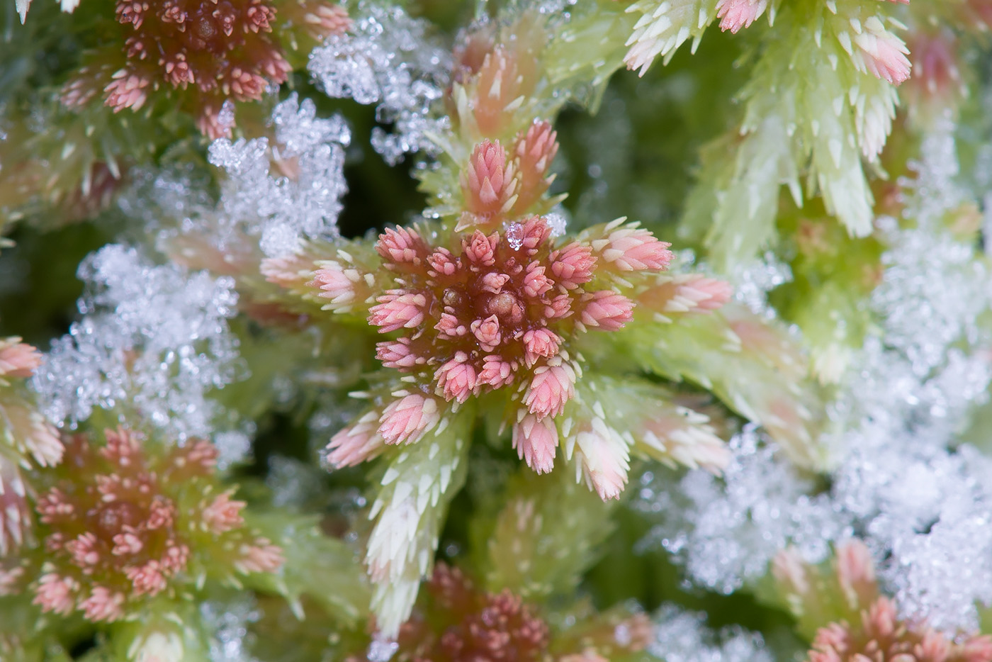 Изображение особи Sphagnum russowii.