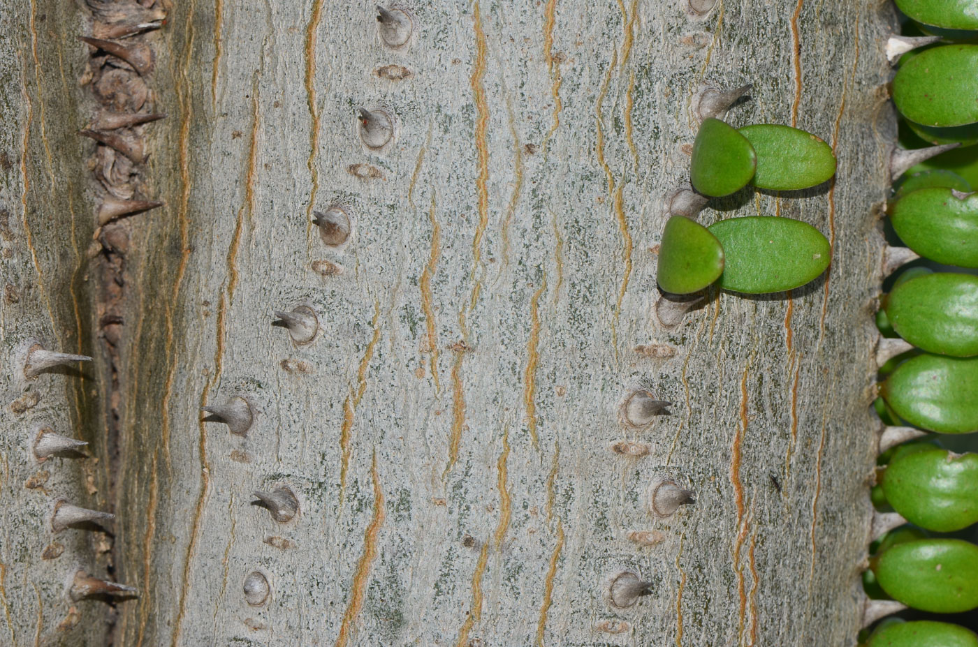 Image of Alluaudia ascendens specimen.