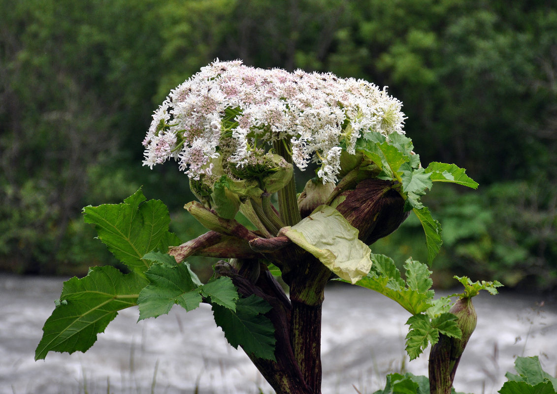 Image of Heracleum sosnowskyi specimen.