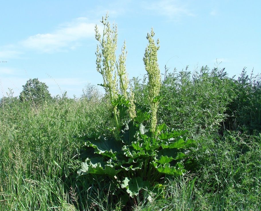 Изображение особи Rheum rhabarbarum.